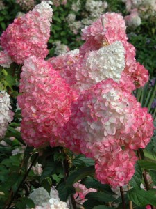 Hortensja bukietowa (Hydrangea) Strawberry Blossom c2 zdjęcie 2
