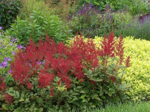 Tawułka japońska (Astilbe japonica) Red Sentinel c2 zdjęcie 2