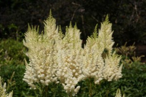 Tawułka japońska (Astilbe japonica) Deutschland c2 zdjęcie 2
