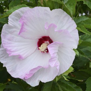 Hibiskus bylinowy (Hibiscus moscheutos) Ballet Slippers zdjęcie 1