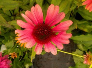 Jeżówka purpurowa (Echinacea) Kismet Intense Orange zdjęcie 1
