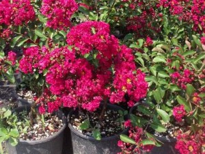 Lagerstremia indyjska (Lagerostroemia indica) Petite Red c5 zdjęcie 2