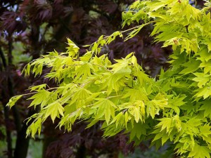 Klon Shirasawy (Acer shirasawum) Jordan c3 zdjęcie 2