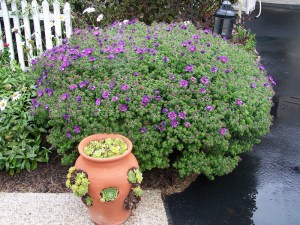 Aster krzaczasty (Aster dumosus) Purple Dome zdjęcie 2