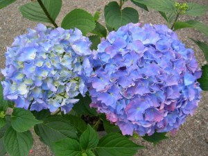 Hortensja ogrodowa (Hydrangea) Renate Steiniger c1 zdjęcie 6