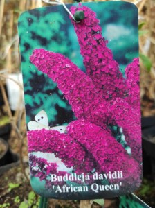 Budleja Dawida (Buddleja davidii) Nanho Purple c3 zdjęcie 2