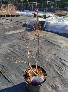 Perukowiec podolski ( Cotinus cogg.) Lilla c2 zdjęcie sadzonki