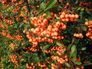 Ognik szkarłatny (Pyracantha coccinea) Orange Glow c3 zdjęcie 2