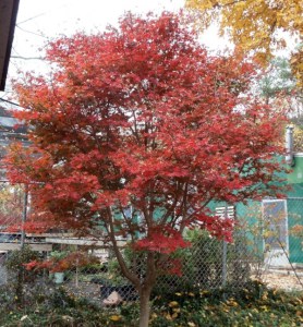 Klon palmowy (Acer palmatum) Trompenburg c3 zdjęcie 2