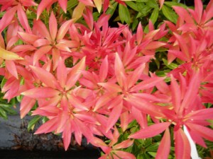 Pieris japoński (Pieris japonica) Forest Flame zdjęcie 2