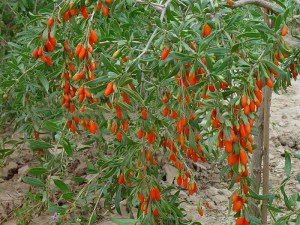 Jagody Goji - jagody życia (Lycium barbarum) c2 zdjęcie 2