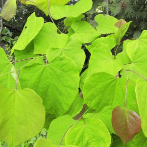 Judaszowiec kanadyjski (Cercis canadensis) Melon Beauty c4 zdjęcie 2