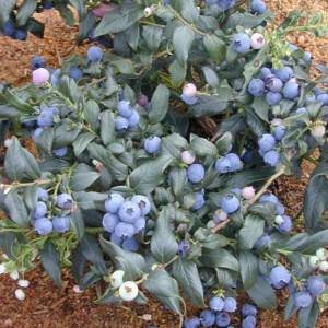 Borówka amerykańska Bluegold c1,5 zdjęcie 1