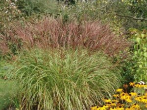 Miskant chiński (Miscanthus chinensis) Krater zdjęcie 2