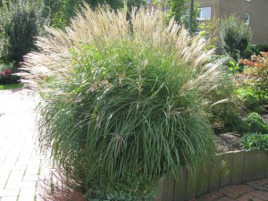 Miskant chiński (Miscanthus chinensis) Kleine Fontane zdjęcie 2