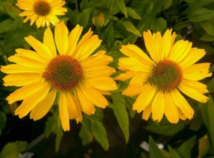 Jeżówka purpurowa (Echinacea) Yellow Pearl zdjęcie 1