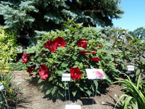 Hibiskus bylinowy (Hibiscus moscheutos) Cranberry Crush zdjęcie 2