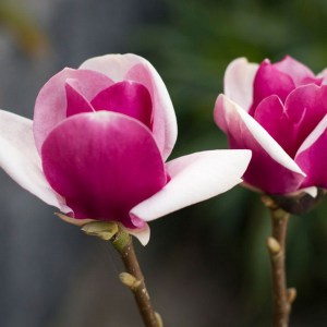 Magnolia Cameo c3 zdjęcie 2