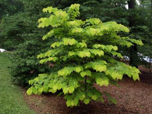 Judaszowiec kanadyjski (Cercis canadensis) Hearts of Gold c3 zdjęcie 2