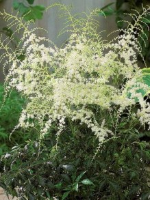 Tawułka pojedynczolistna (Astilbe simplicifolia) White Sensation c2 zdjęcie 2