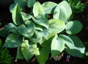 Funkia (Hosta) Fragrant Blue zdjęcie 2