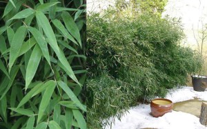 Bambus Bisseta - Fylostachys Bisseta (Phyllostachys bissetii) c2 zdjęcie 2