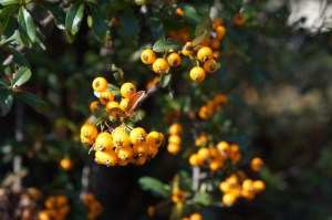 Ognik szkarłatny (Pyracantha coccinea) Teton c3 zdjęcie 2
