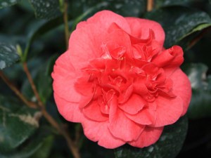 Kamelia japońska (Camellia japonica) Lady Campbell zdjęcie 2