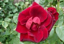 Róża pnąca Farruca czerwona c4 zdjęcie 2