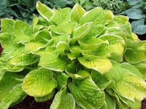 Funkia (Hosta) Saint Elmo's Fire zdjęcie 1