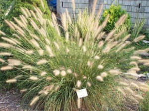 Trawa rozplenica japońska (Pennisetum) piórkówka Hameln zdjęcie 2
