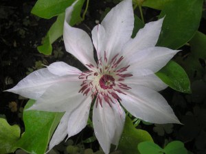 Powojnik (Clematis) Matka Siedliska c2 zdjęcie 2