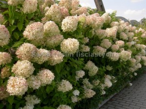 Hortensja bukietowa (Hydrangea paniculata) Grandiflora c3 zdjęcie 2
