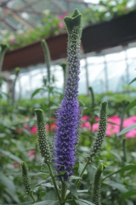 Przetacznik kłosowy (Veronica spicata) Christa zdjęcie 2