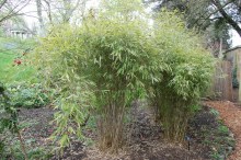 Bambus mrozoodporny (Fargesia nitida) Fargezja lśniąca c3 zdjęcie 2