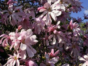 Magnolia gwiaździsta (Magnolia stellata) Rosea c5 zdjęcie 2