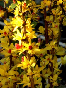Berberys (Berberis) Powwow c2 zdjęcie 2