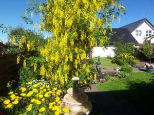 Złotokap Waterera (Laburnum watereri) Vossii c5 zdjęcie 2