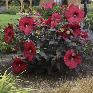 Hibiskus bylinowy (Hibiscus moscheutos) Holy Grail zdjęcie 2