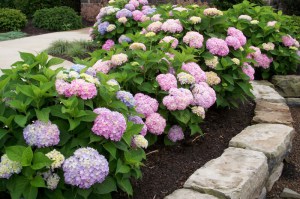 Hortensja ogrodowa (Hydrangea macrophylla) Endless Summer zdjęcie 6