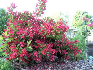 Krzewuszka (Weigela) Red Princes c2 zdjęcie 2