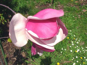 Magnolia Frank’s Masterpiece c3 zdjęcie 2