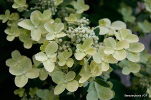 Hortensja bukietowa (Hydrangea paniculata) Polestar c3 zdjęcie 1