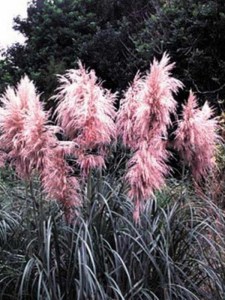 Trawa pampasowa różowa (Cortaderia) trawy ozdobne zdjęcie 2