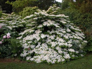 Kalina japońska (Viburnum plicatum) Mariesii c2 zdjęcie 2