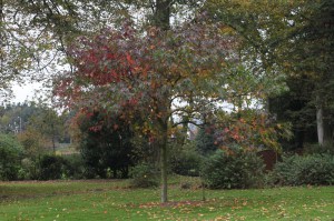 Ambrowiec amerykański (Liquidambar) Worplesdon c4 zdjęcie 2