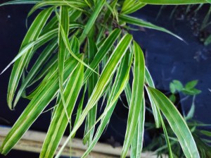 Trawa bambusowa (Hakonechloa) Aureola zdjęcie 1