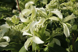 Hortensja bukietowa (Hydrangea) Great Star syn. Le Wasterival c2 zdjęcie 2