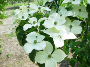 Dereń kousa (Cornus kousa) c3 zdjęcie 2