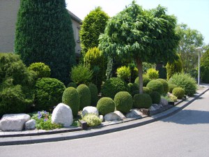 Bukszpan (Buxus sempervirens) c2 zdjęcie 2